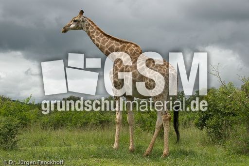 Giraffe (73 von 94).jpg